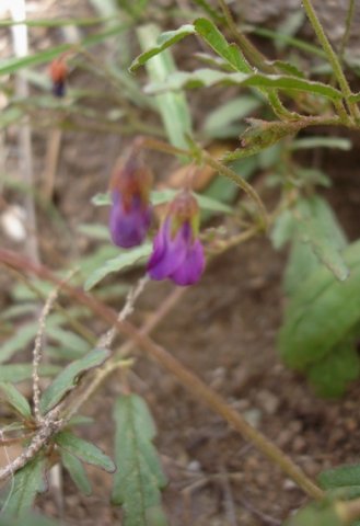 Hermannia coccocarpa leaves and flowers